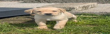 Labrador Retriever Puppy 1