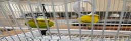 Budgerigars birds for sale: Black Wing Male & Yellow Female and Cage Included - Advert 6