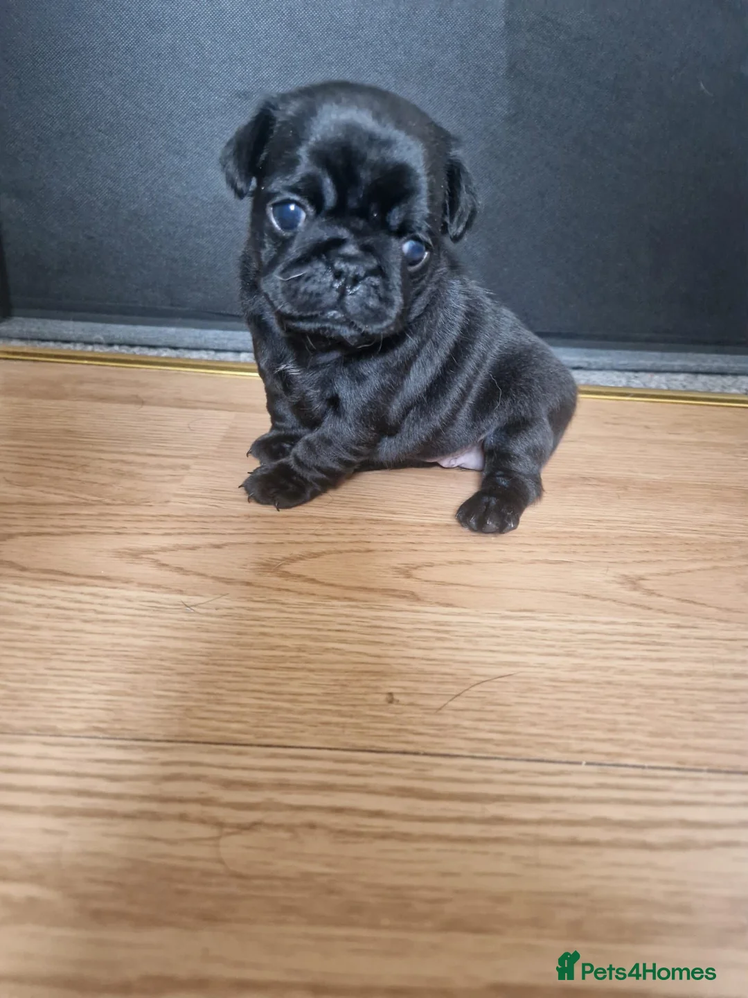 Pug dogs for sale: 3 Female Pug Puppies in Coventry - Advert 7
