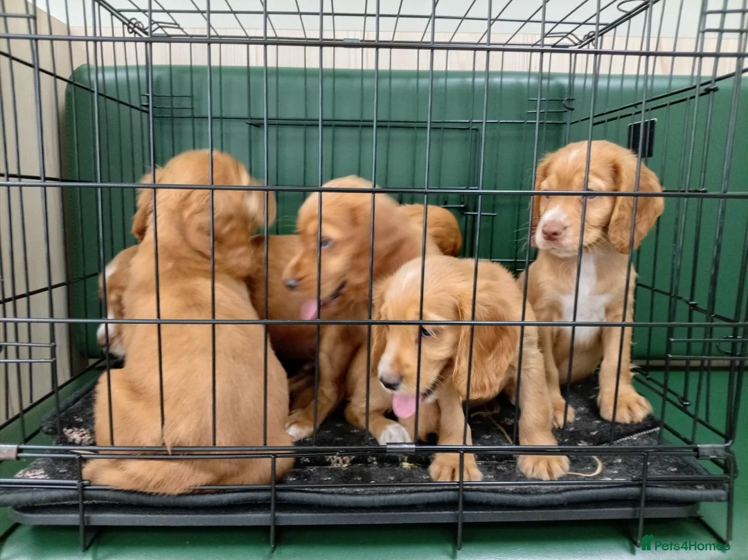 Cocker Spaniel dogs for sale: Outstanding d, n, a cocker spaniels in Bishop Auckland - Advert 1