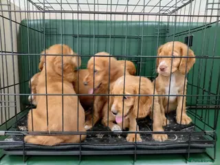 Cocker Spaniel dogs Outstanding d, n, a cocker spaniels - Advert 13