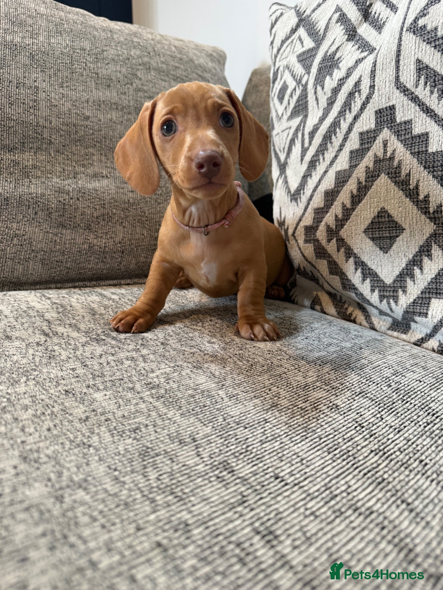 Miniature Dachshund dogs 🐾READY NOW🐾KC Reg Mini Dachshunds 1 Girl left  - Advert 1