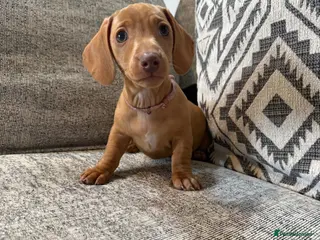Miniature Dachshund dogs 🐾READY NOW🐾KC Reg Mini Dachshunds 1 Girl left - Advert 1