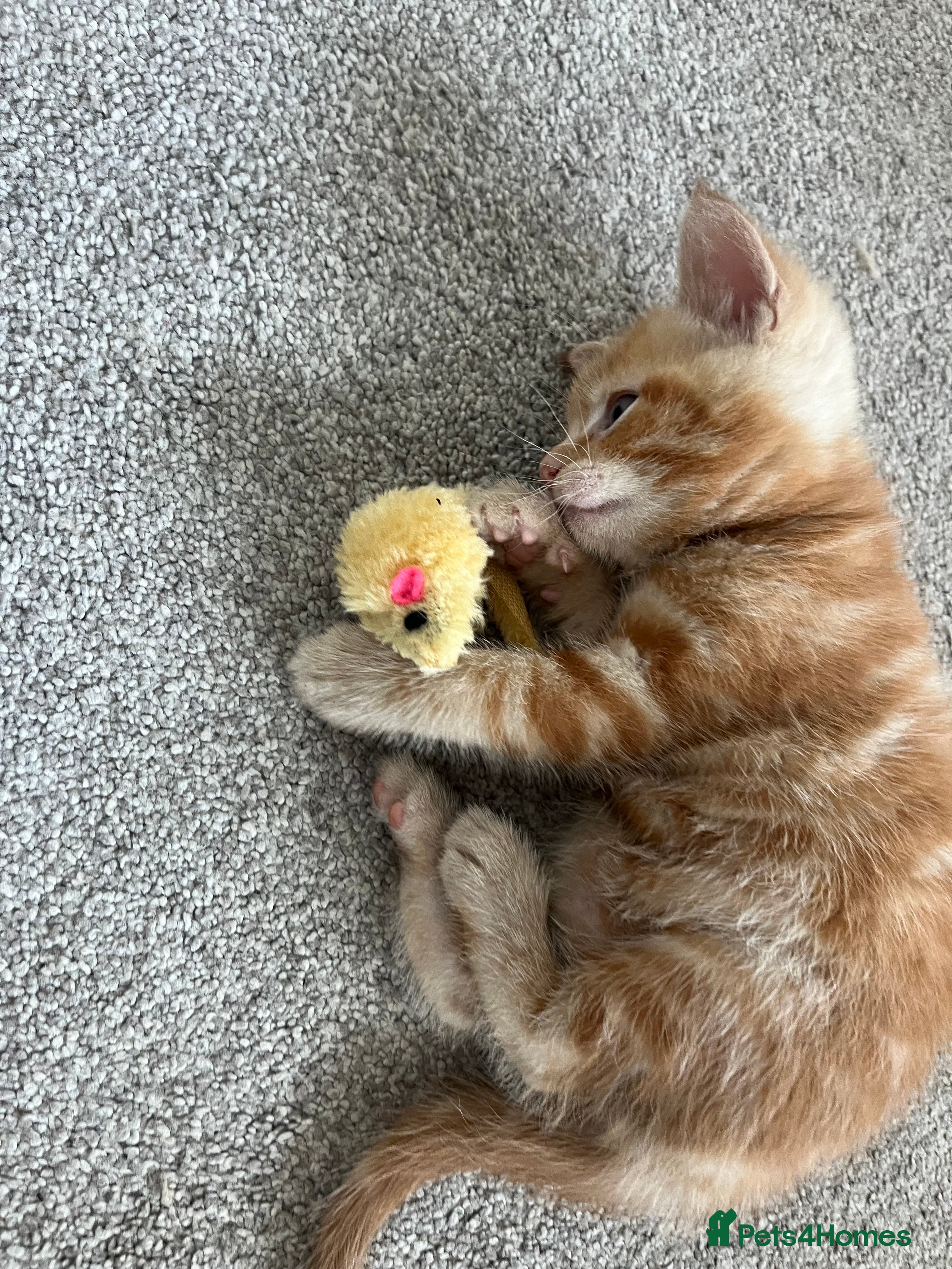 Mixed Breed cats for sale: 6 friendly and playful kittens - Advert 34
