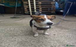 Jack Russell dogs for sale: Jack Russell for loving home - Advert 10