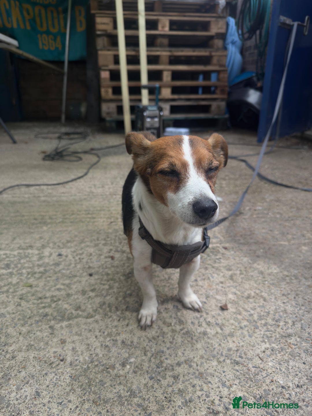 Jack Russell dogs for sale: Jack Russell for loving home - Advert 10