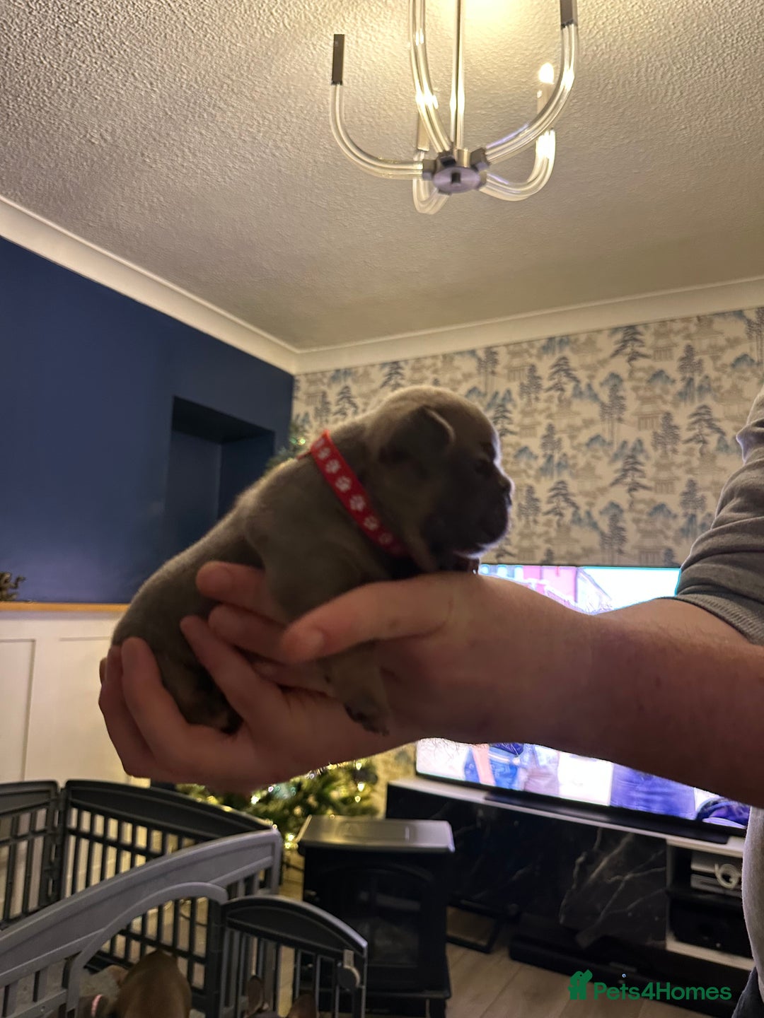French Bulldog dogs for sale: 5 Beautiful French Bulldog Puppies - Advert 24