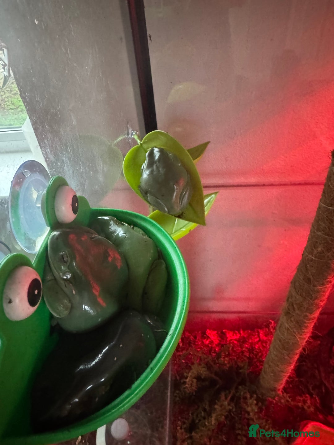 Frog reptiles for sale: 9 tree frogs and terrarium  - Advert 3