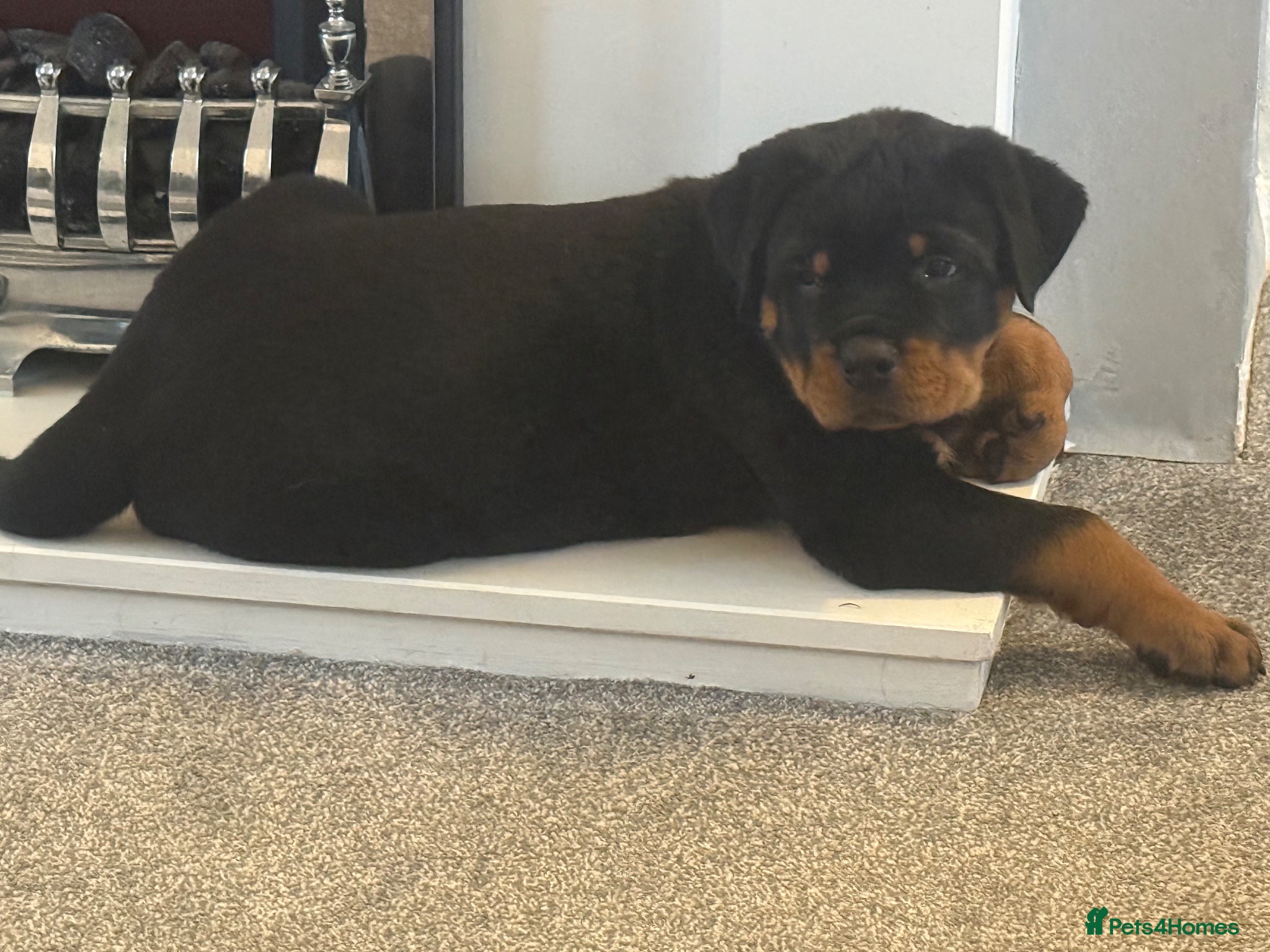 Rottweiler dogs Rottweiler pups - Advert 7