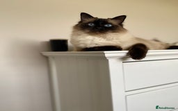 Ragdoll cats for sale: Sweet Ragdoll cats looking for a new home - Image 5