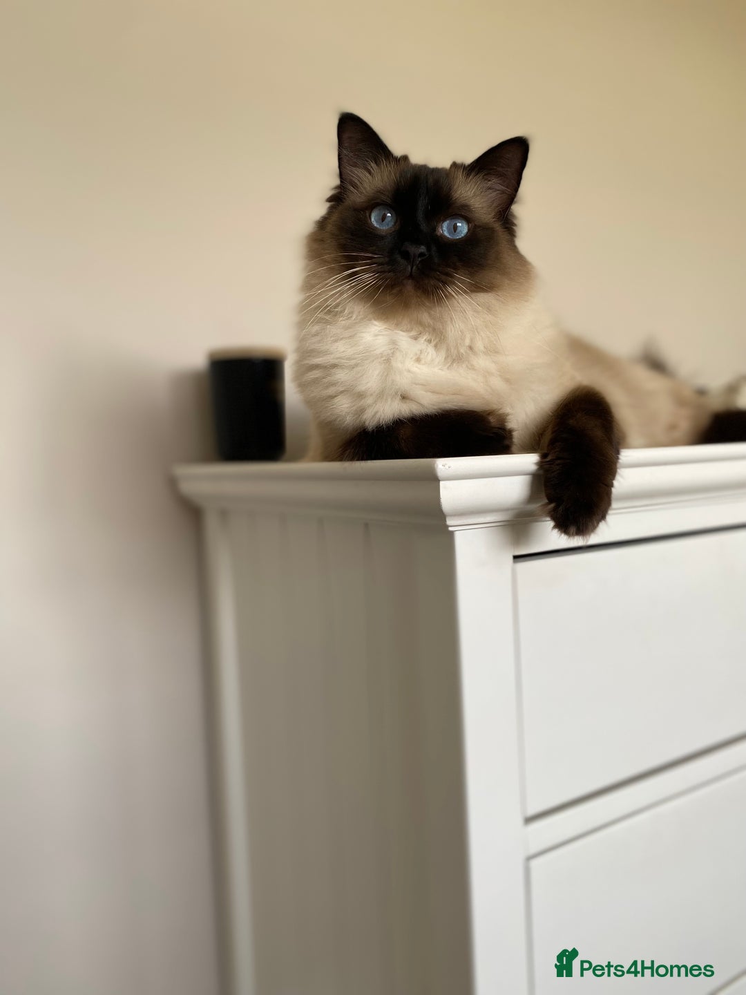 Ragdoll cats for sale: Sweet Ragdoll cats looking for a new home - Image 5