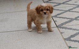 Cavapoo dogs for sale: F1 Cavapoo puppies for sale - Image 37