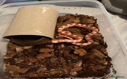 Corn Snake reptiles for sale: 18 beautiful amel Cornsnakes  - Image 12