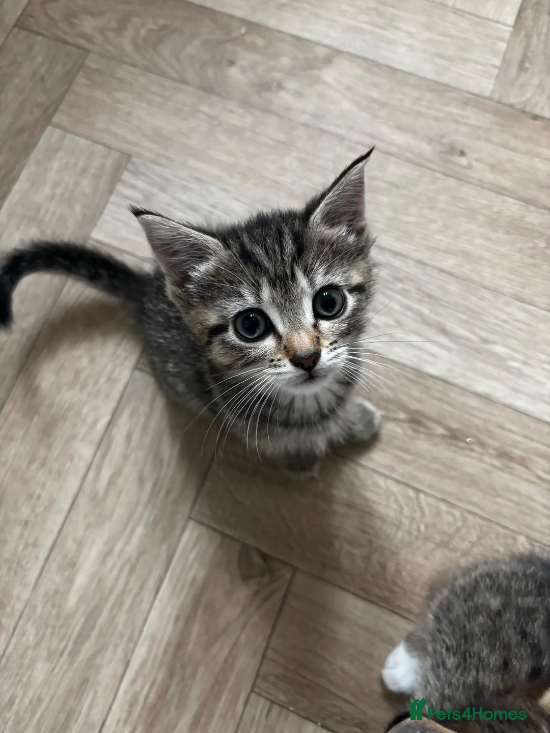 Mixed Breed cats for sale: Last female kitten for sale  - Advert 1