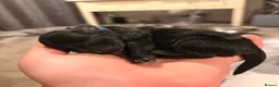 Sheepadoodle dogs for sale: Sheepadoodle  - Advert 8