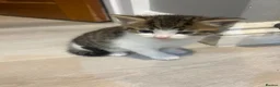 Mixed Breed cats for sale: Tabby and black kittens - Advert 6