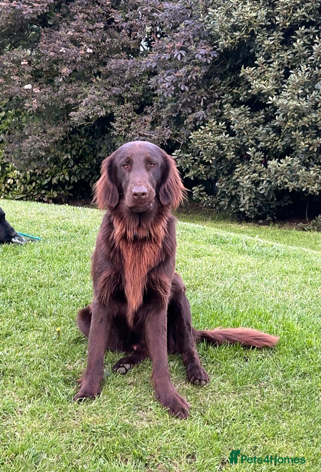 Flat coated Retriever dogs for sale: Flat coated x Golden Retriever puppies - Image 15