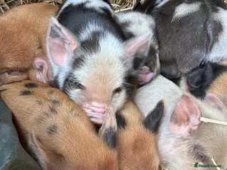 Pig livestock Beautiful Kune Kune Piglets! Small for great pets! - Advert 8