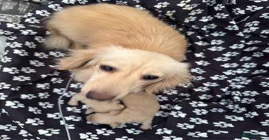 Miniature Dachshund dogs - Advert 11
