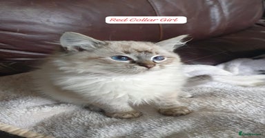 Ragdoll cats - Advert 11