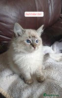 Ragdoll cats - Advert 6