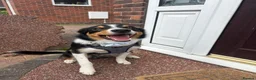 Border Collie dogs for sale: Rehome our border collie - Advert 5