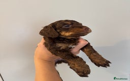 Cockapoo dogs for sale: Merle, Tri& Chocolate f2 Cockapoos (8boys 3girls!) - Image 10