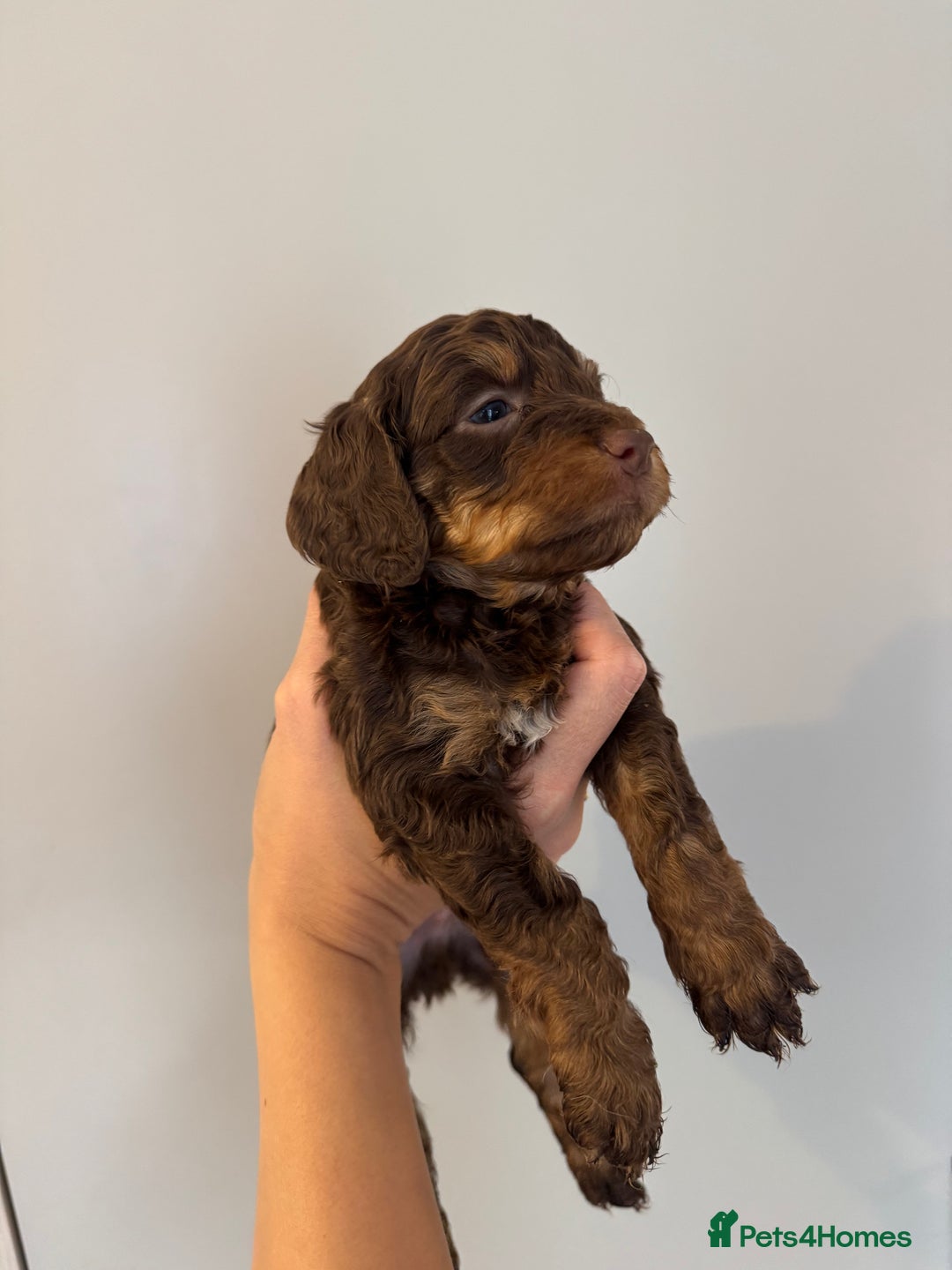 Cockapoo dogs for sale: Merle, Tri& Chocolate f2 Cockapoos (8boys 3girls!) - Image 10