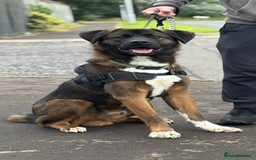 Akita dogs for stud: Tibetan Mastiff X American Akita for Stud - Image 2