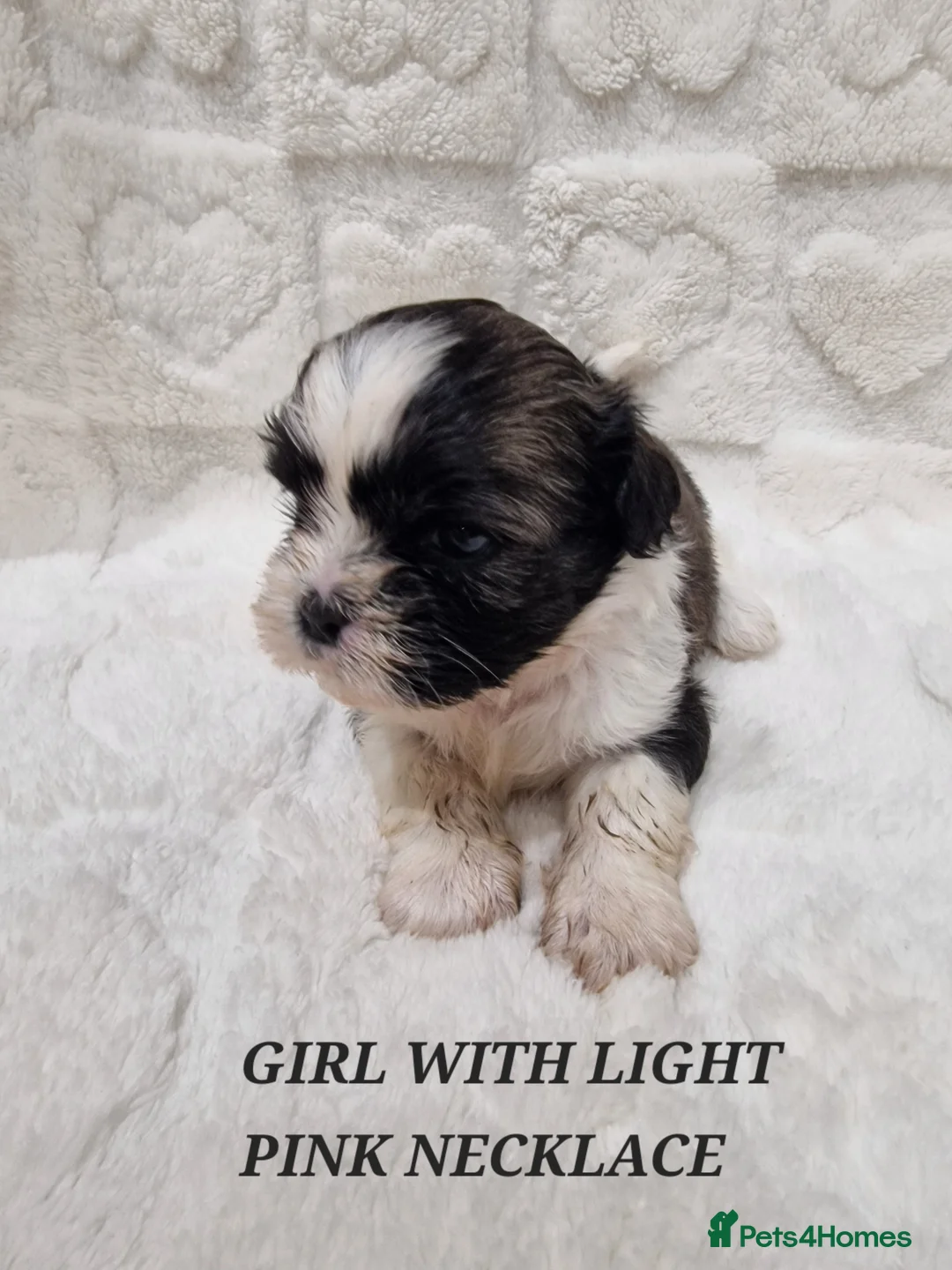 Shih Tzu dogs for sale: Pure breed Shih Tzu puppy - Advert 16