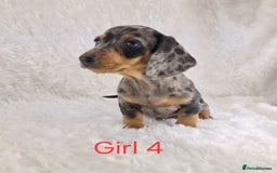 Miniature Dachshund dogs for sale: Beautiful Miniature Dachshund Puppies  - Image 5