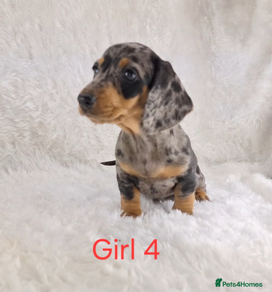 Miniature Dachshund dogs for sale: Beautiful Miniature Dachshund Puppies  - Image 5