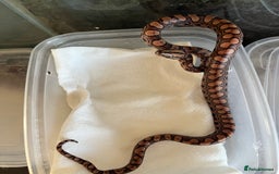 Boa Snake reptiles for sale: Brazilian rainbow boa babies  - Image 11