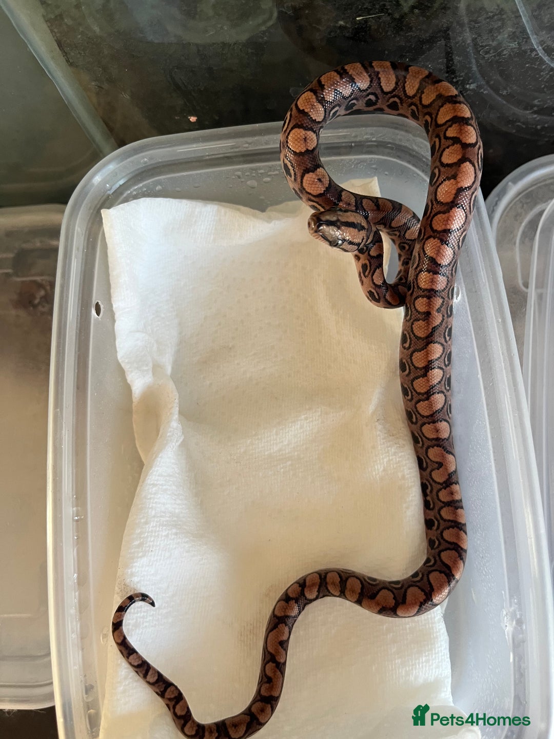 Boa Snake reptiles for sale: Brazilian rainbow boa babies  - Image 11