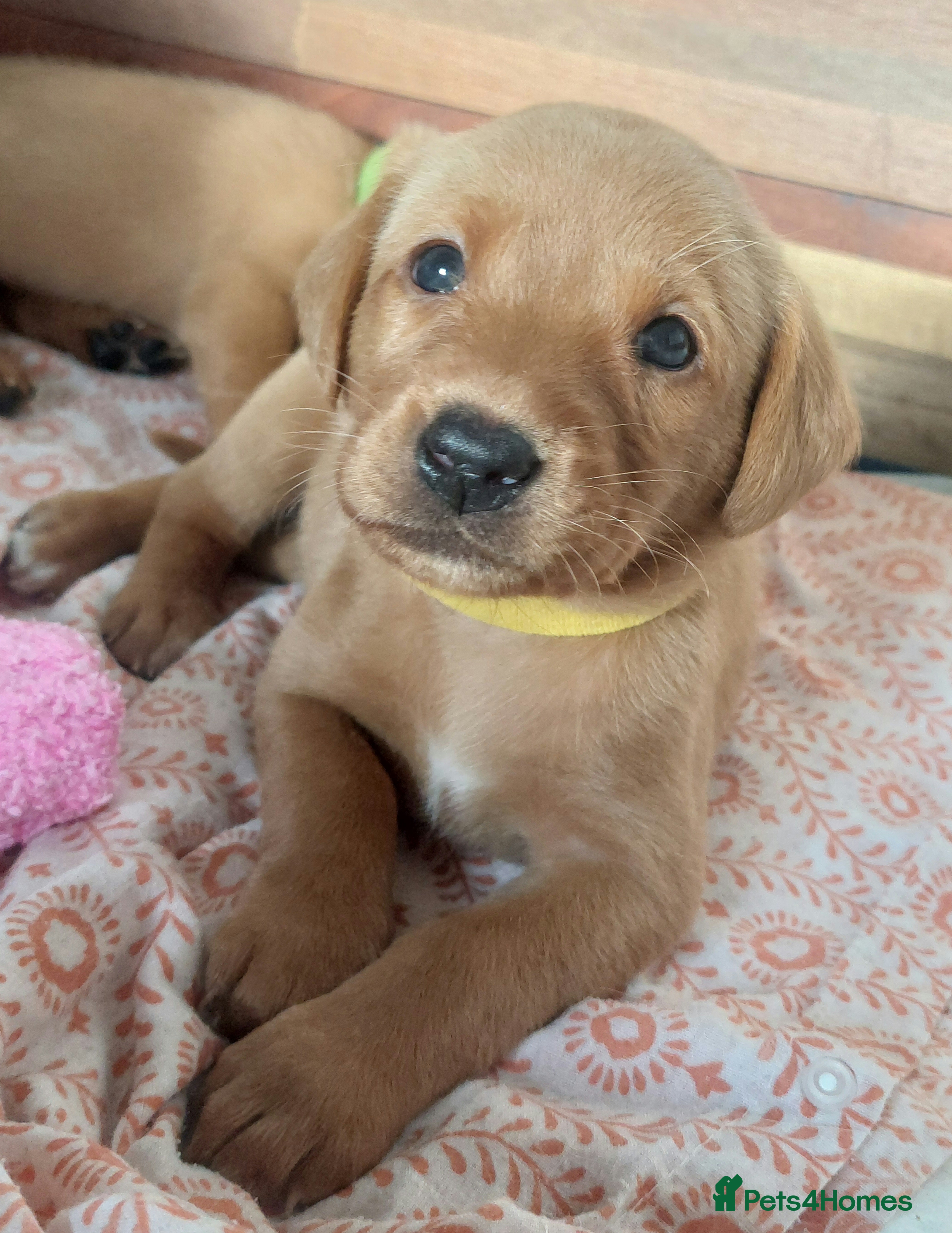 Labrador Retriever dogs KC FoxRed LabradorRetriver Puppies WorkingLines - Advert 5