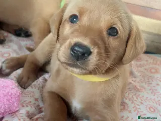 Labrador Retriever dogs KC FoxRed LabradorRetriver Puppies WorkingLines - Advert 5