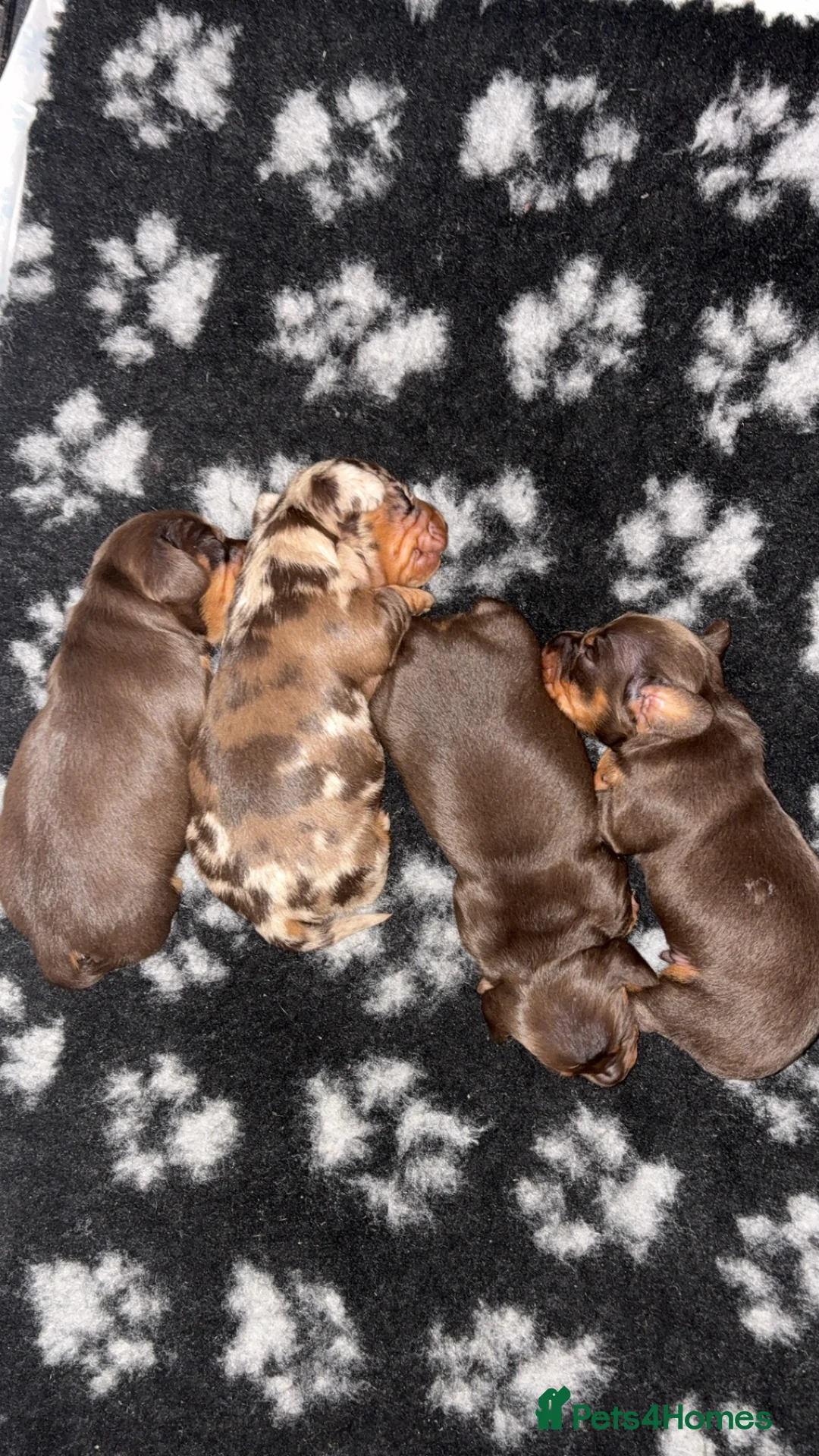 Miniature Dachshund dogs for sale: Miniature Dachshund Girl  - Advert 5
