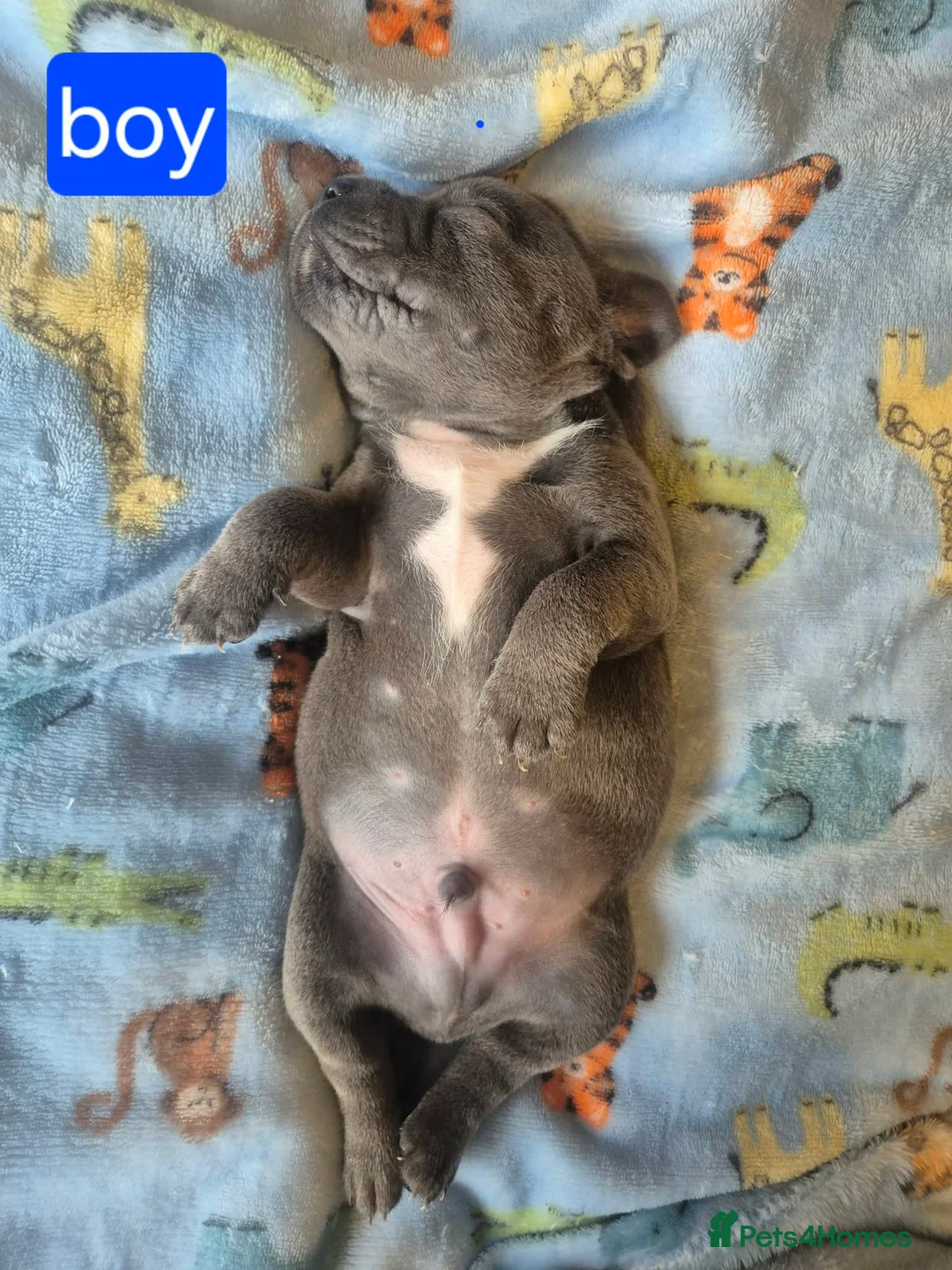 Staffordshire Bull Terrier dogs for sale: KC registered Staffordshire bull terrier pup - Advert 26