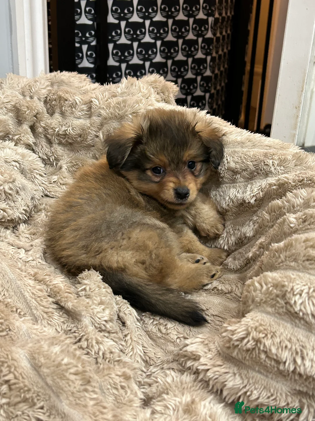 Mixed Breed dogs for sale: Miniature dachshund pomeranian sausage dog small  - Advert 5