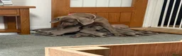 Weimaraner dogs for sale: Weimaraner puppies KC registered in Swansea - Advert 2