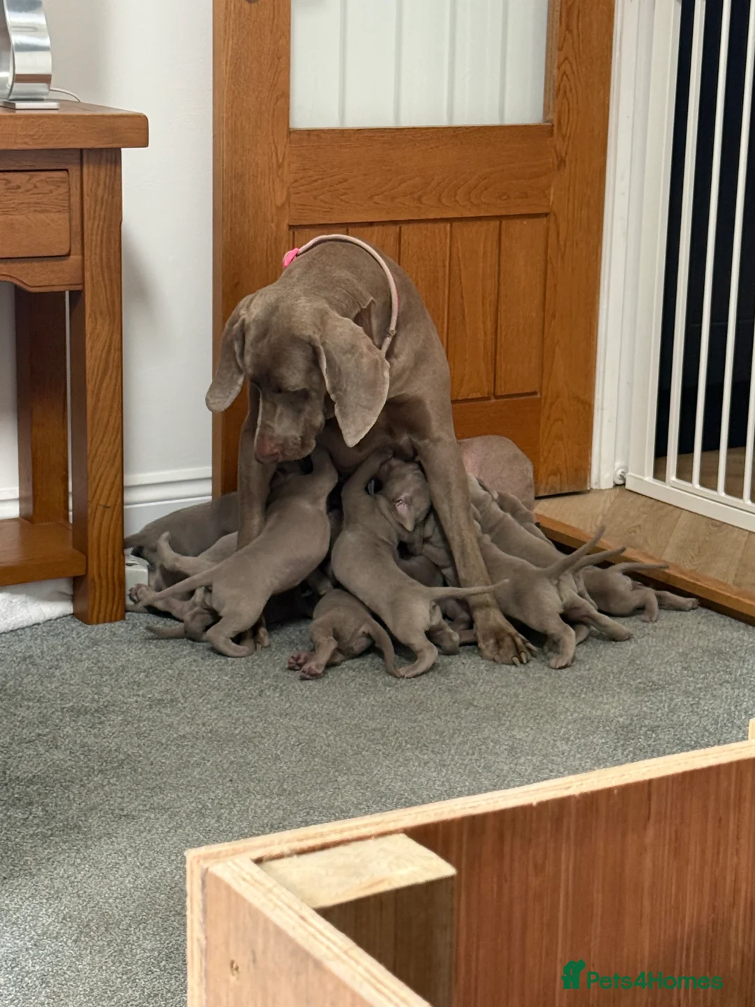 Weimaraner dogs for sale: Weimaraner puppies KC registered in Swansea - Advert 2
