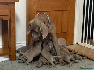 Weimaraner dogs Weimaraner puppies KC registered - Advert 2