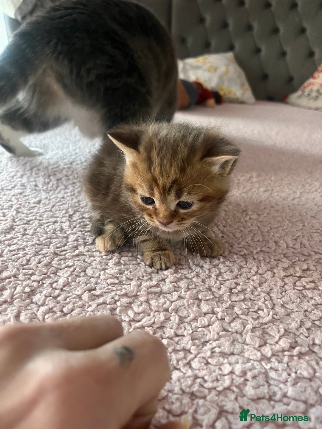 Maine Coon cats for sale: maincoon cross british shorthair  - Advert 5