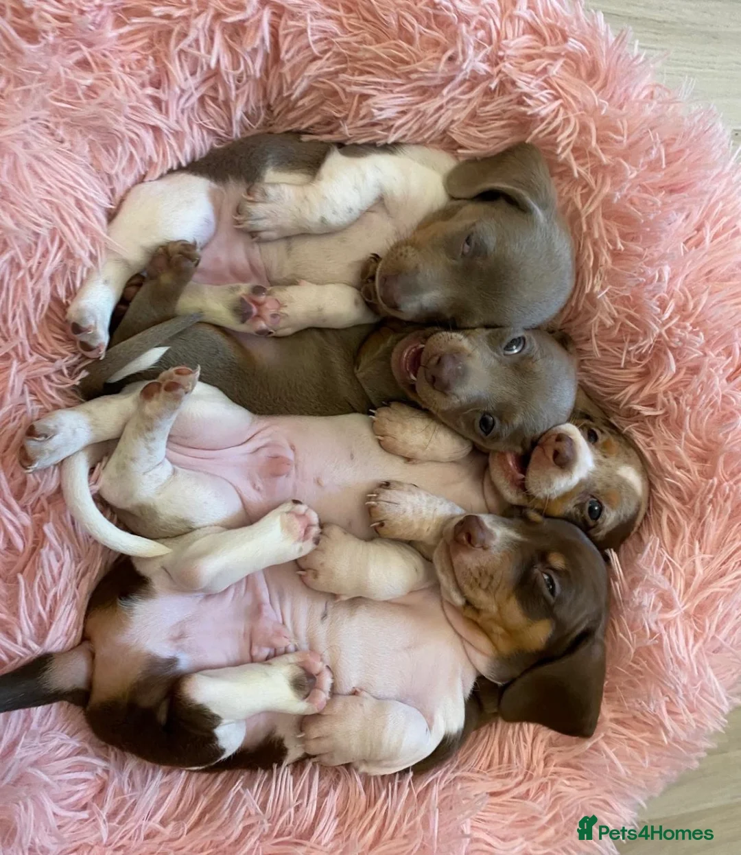 Miniature Dachshund dogs for stud: Beautiful boy for stud  in London - Advert 4