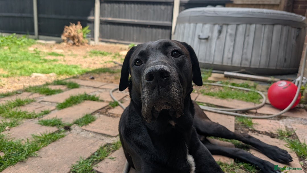 Mixed Breed dogs for sale: Loki for rehoming  - Advert 4