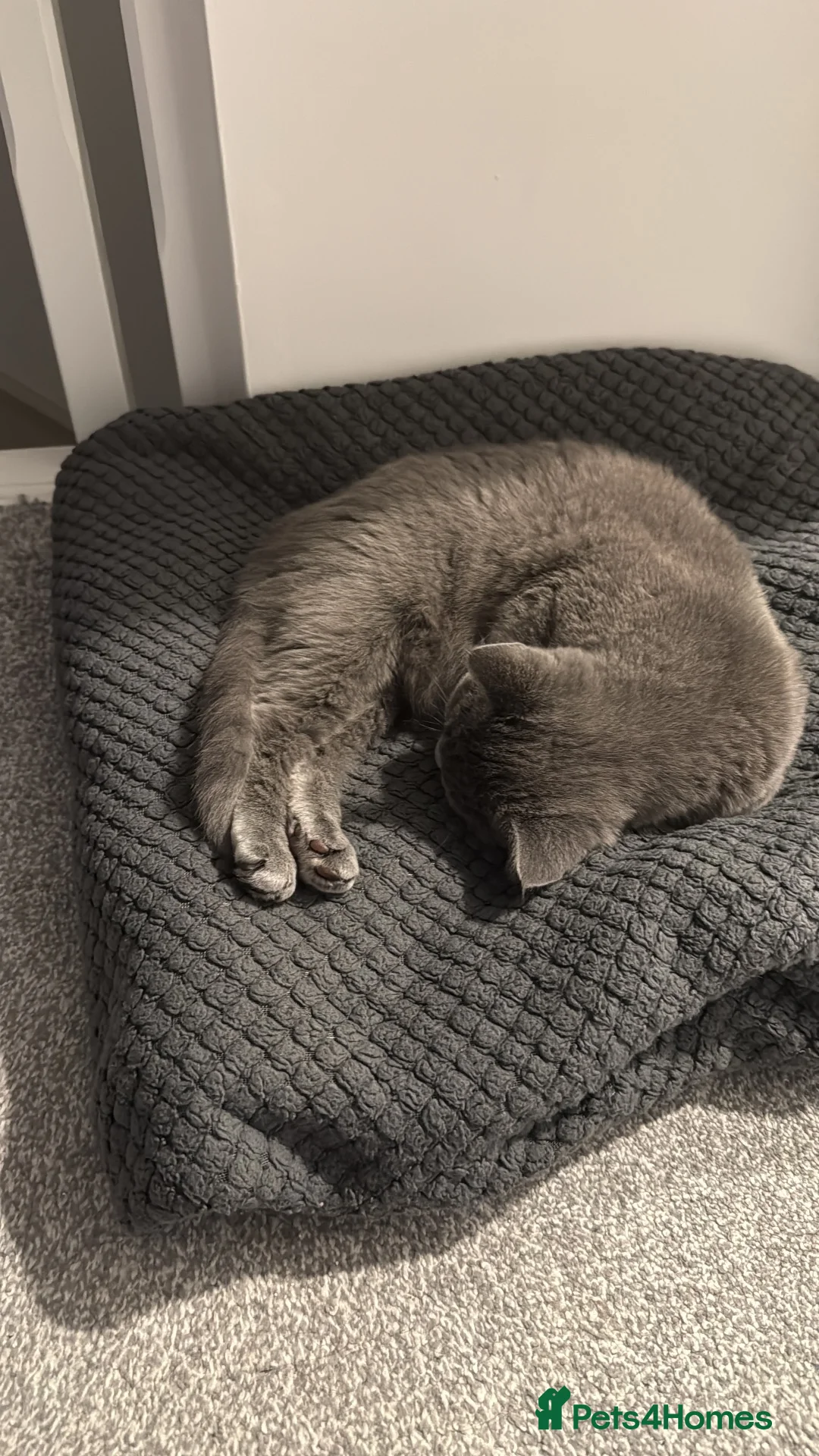 British Shorthair cats for sale: Heartbreaking Rehoming ❤️‍🩹💔 - Advert 2