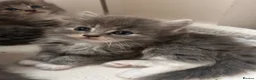Ragdoll cats for sale:  Blue-lynx Ragdoll kittens pedigree bloodline  - Advert 14