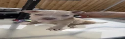 American Bully dogs for sale: Pocket bully puppies  - Advert 23