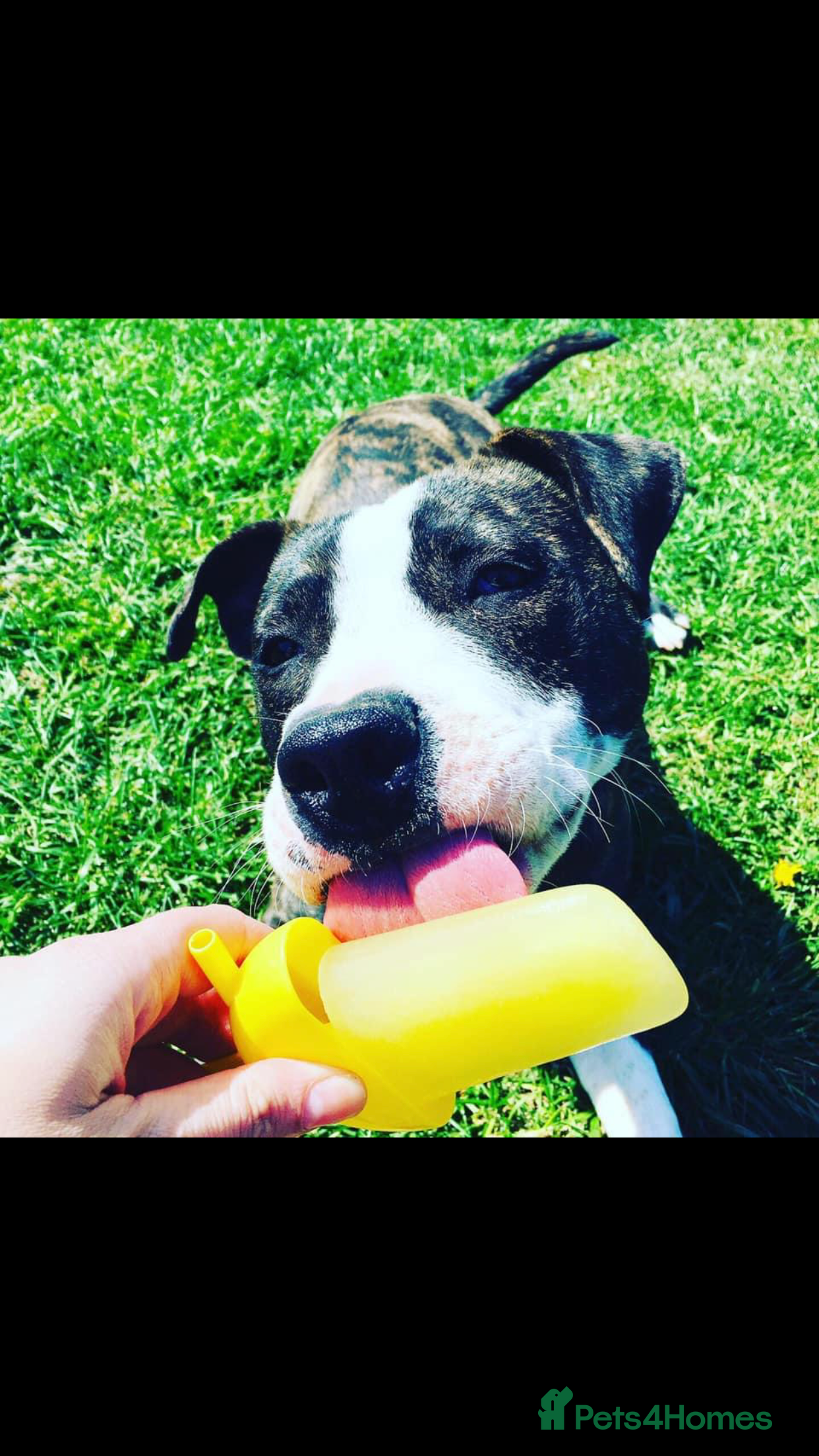 Staffordshire Bull Terrier dogs Looking to rehome my dog !  in Loughborough - Advert 1