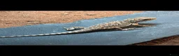 Bearded Dragon reptiles for sale: Baby bearded dragons hypos mixed  - Advert 4